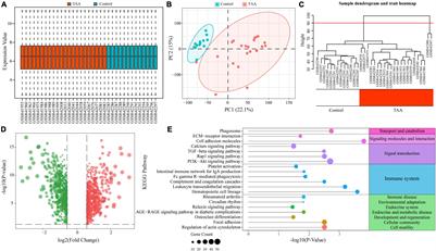 Integrating Bulk Transcriptome and Single-Cell RNA Sequencing Data Reveals the Landscape of the Immune Microenvironment in Thoracic Aortic Aneurysms